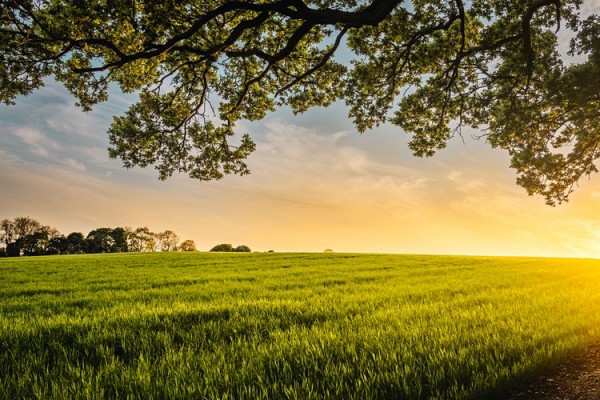 field